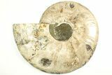 Cut & Polished Ammonite Fossil (Half) - Madagascar #207442-2